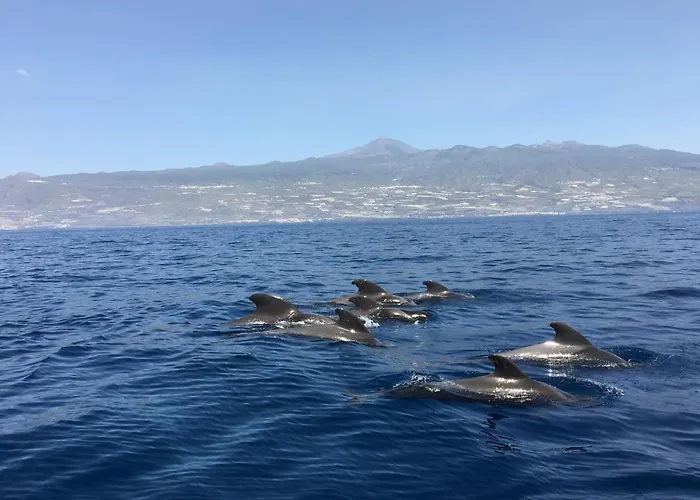 Alzaro 03 Sea And Rasca Palm-mar