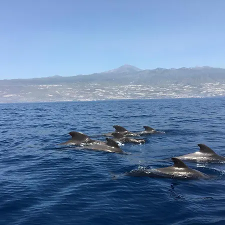 Alzaro 03 Sea And Rasca Palm-mar